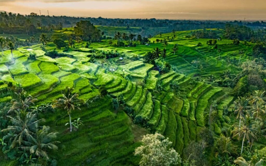 Jatiluwih
