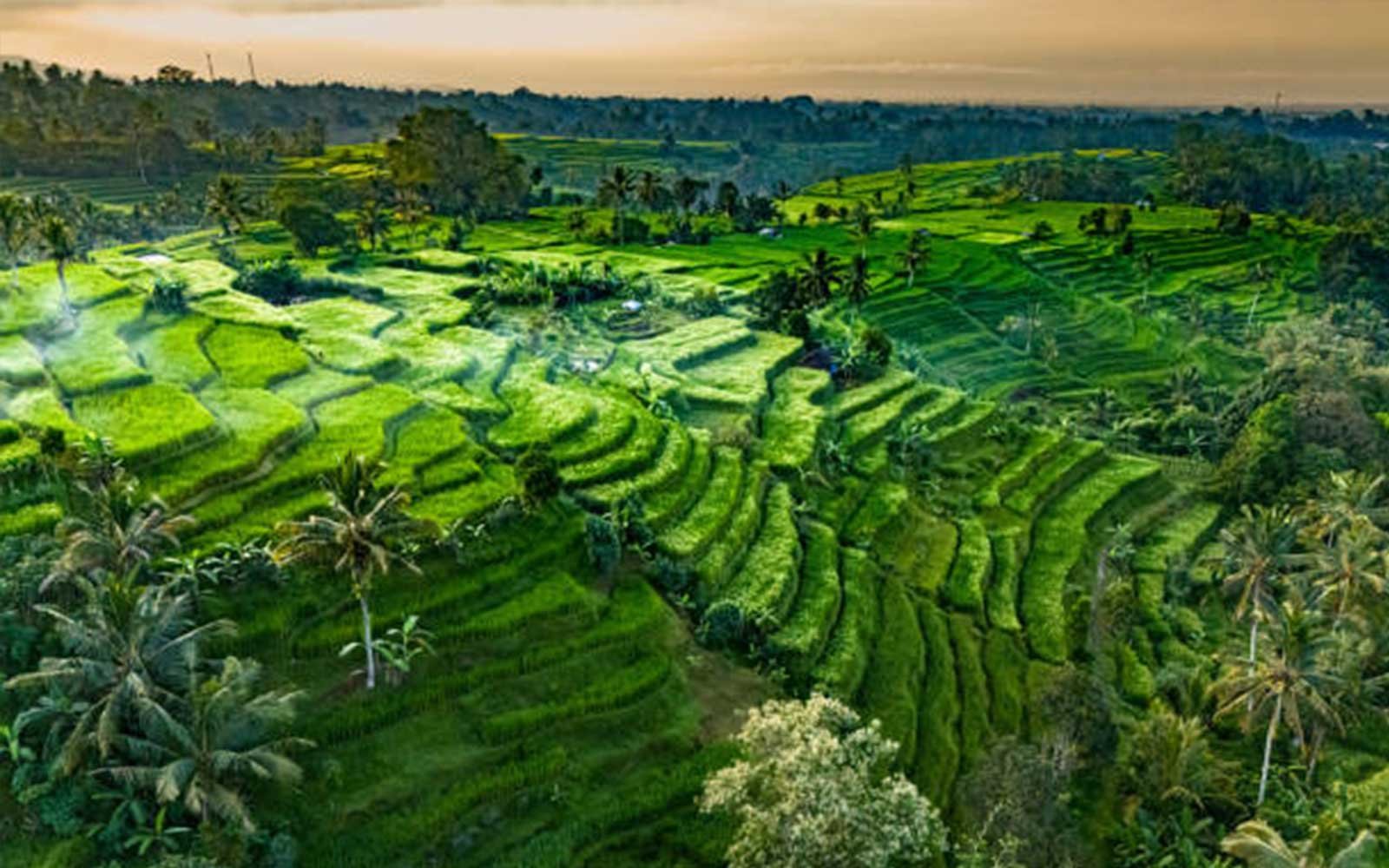 Jatiluwih